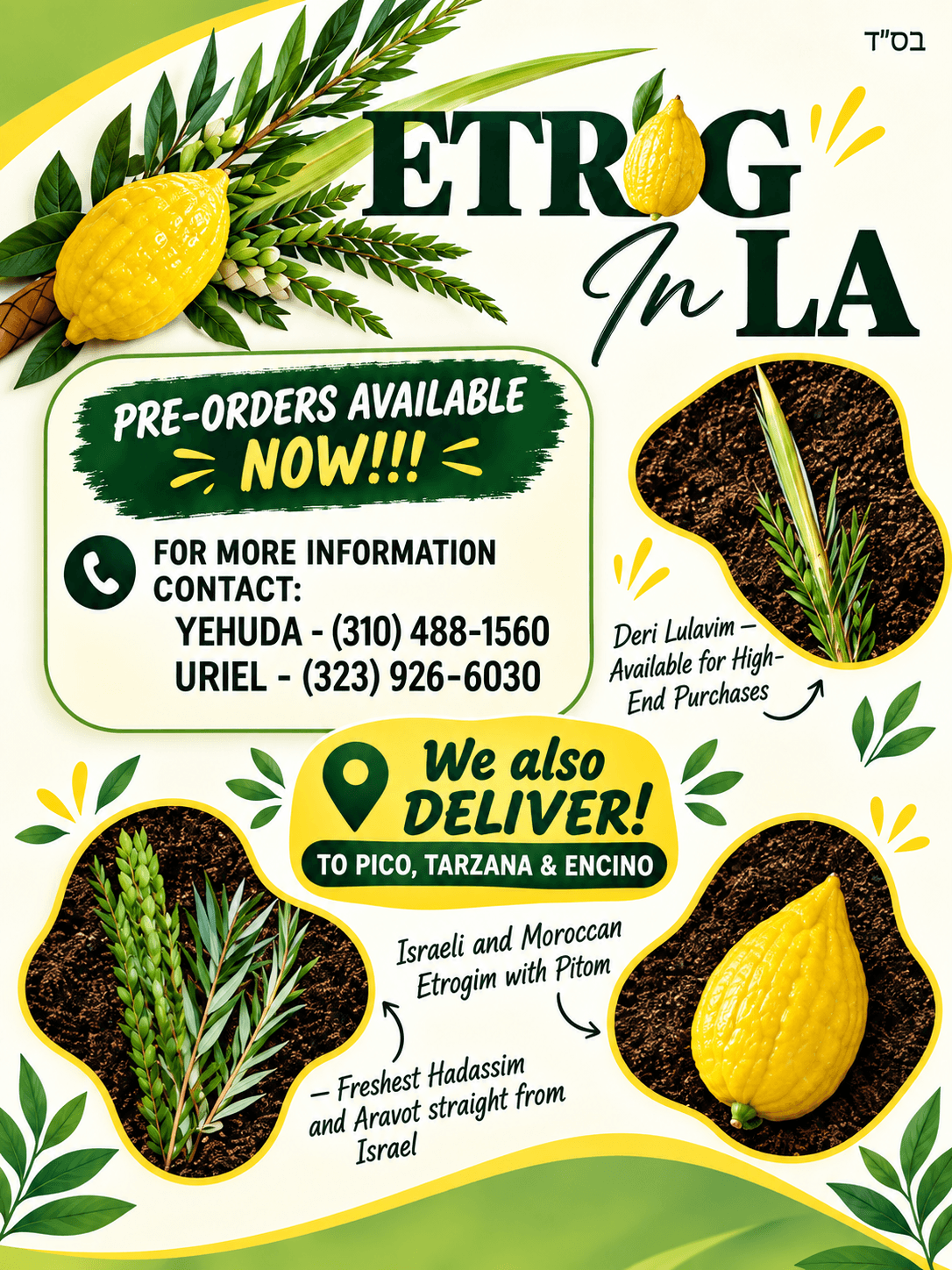 Etrog in LA — pre-orders available now. Deri Lulavim, Israeli and Moroccan Etrogim with pitom, and fresh Hadassim and Aravot from Israel.