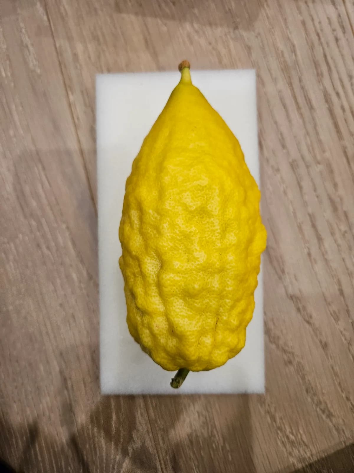 Israeli Etrog I041