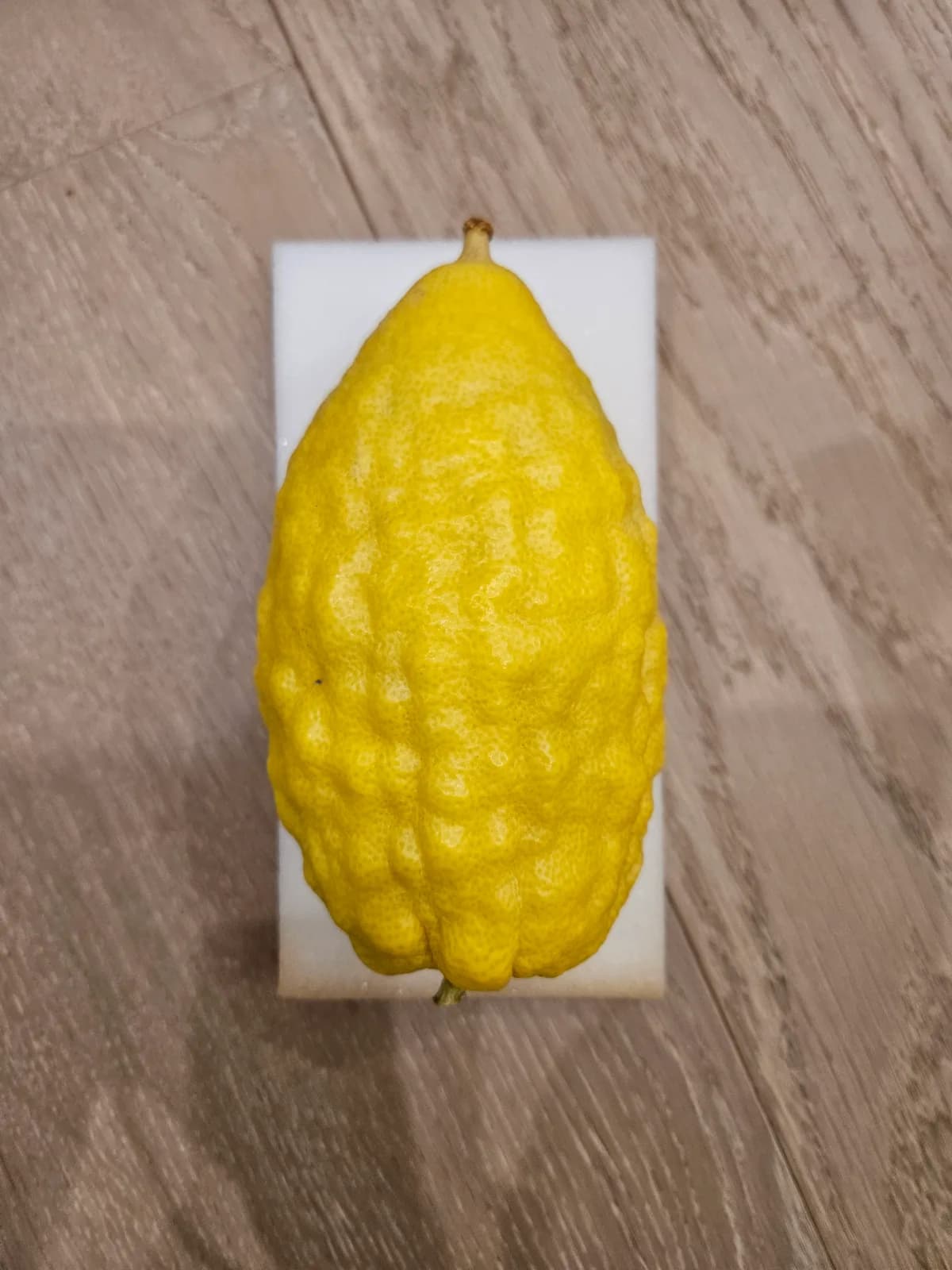 Israeli Etrog I036