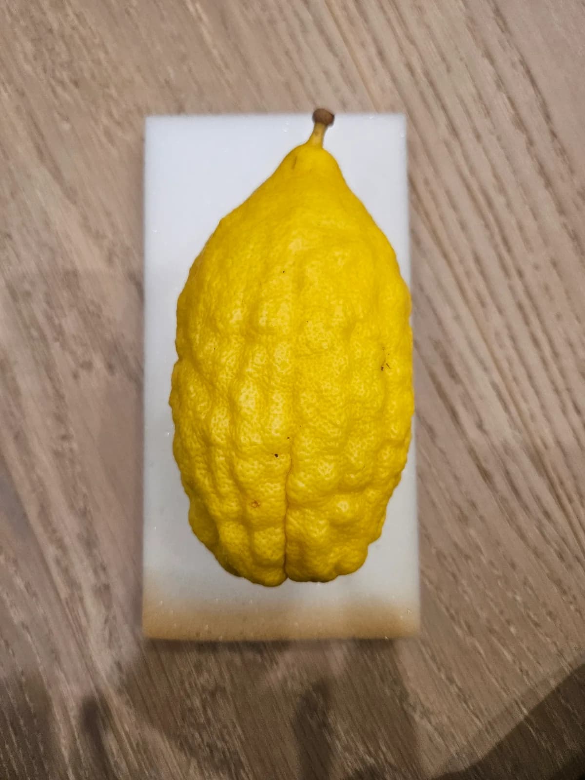 Israeli Etrog I040