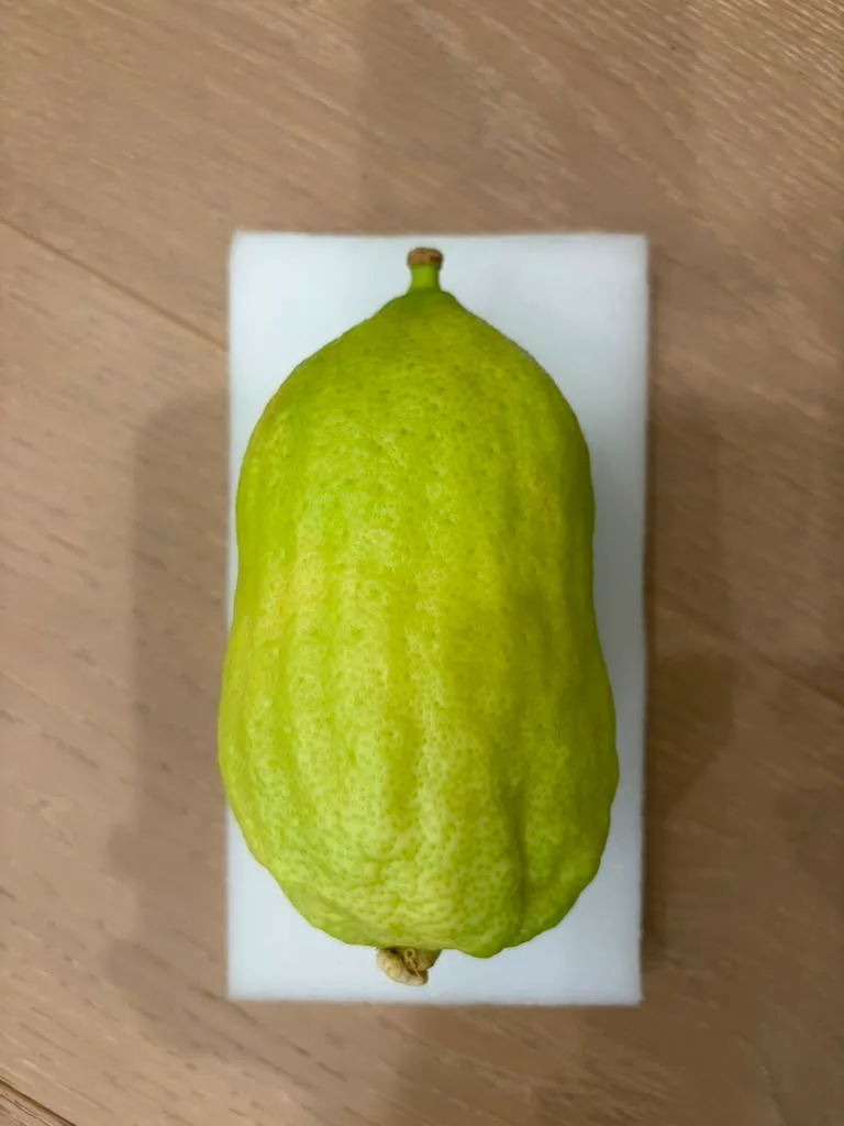 Moroccan Etrog M021