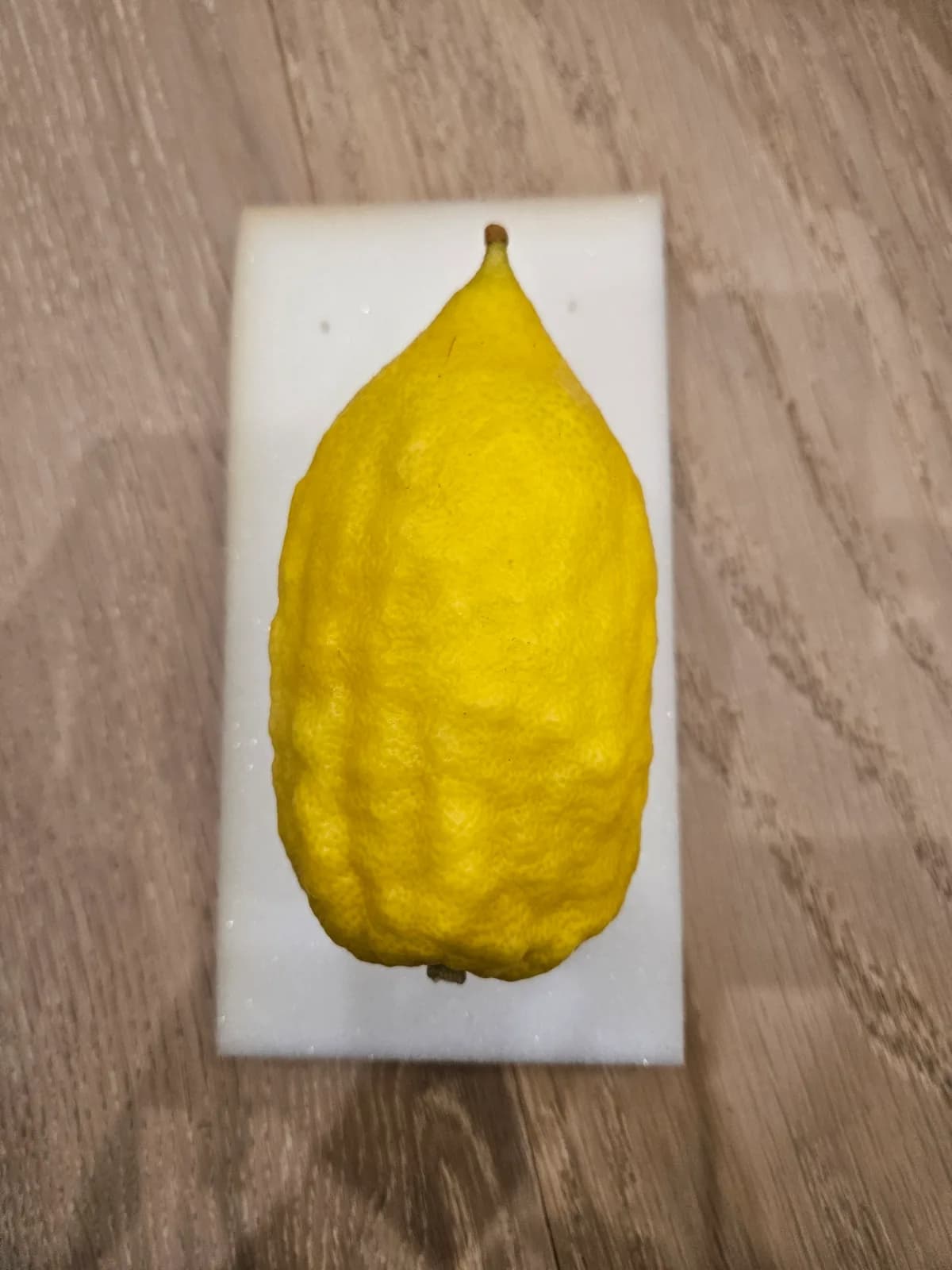 Israeli Etrog I051