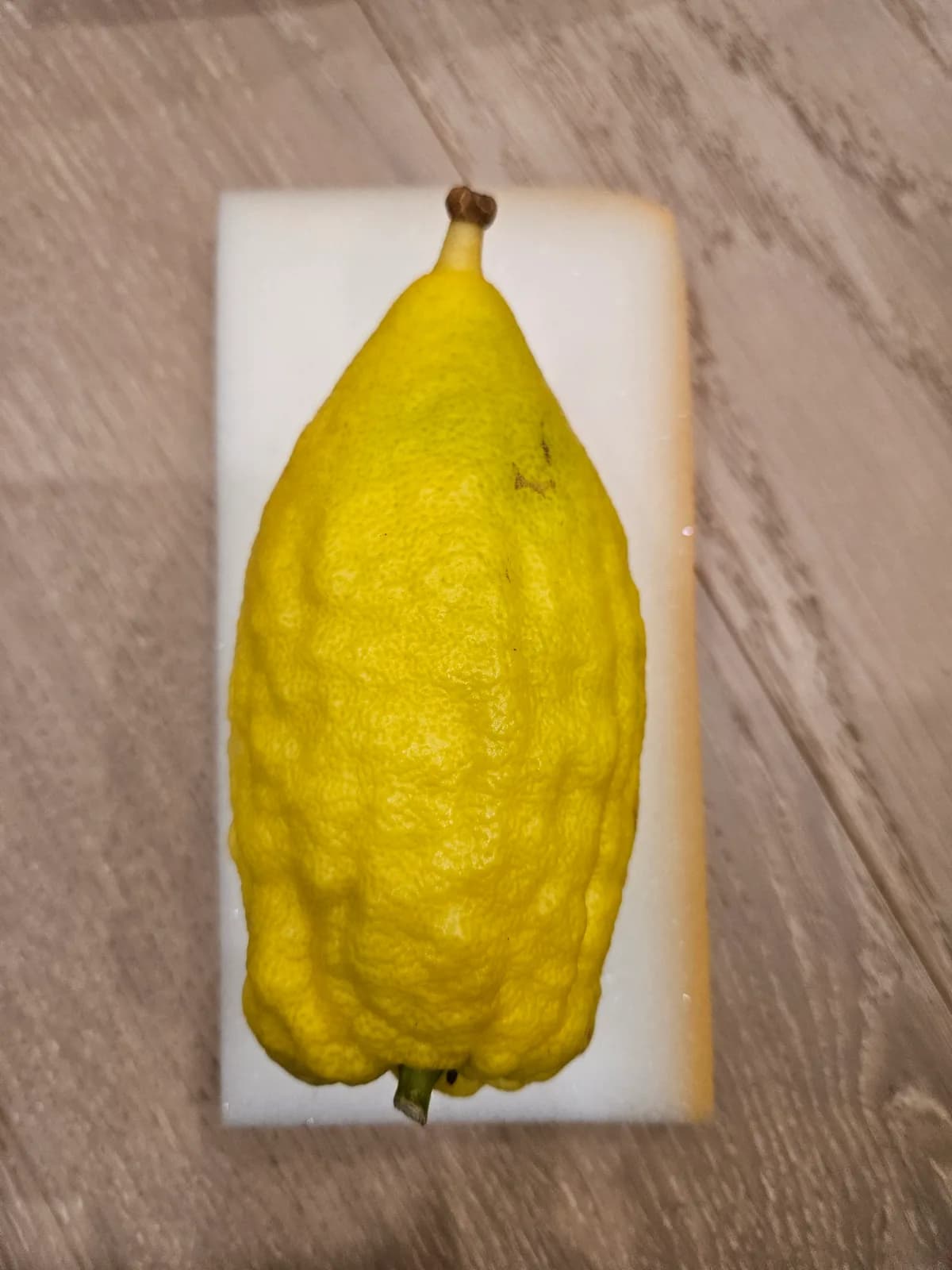 Israeli Etrog I032