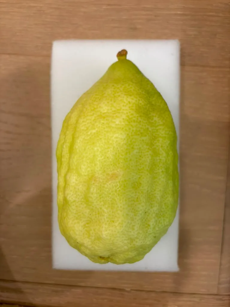 Moroccan Etrog M017