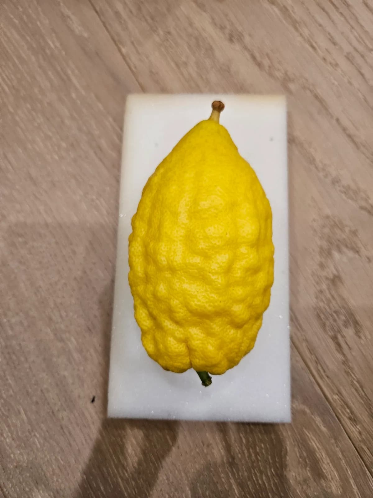 Israeli Etrog I052