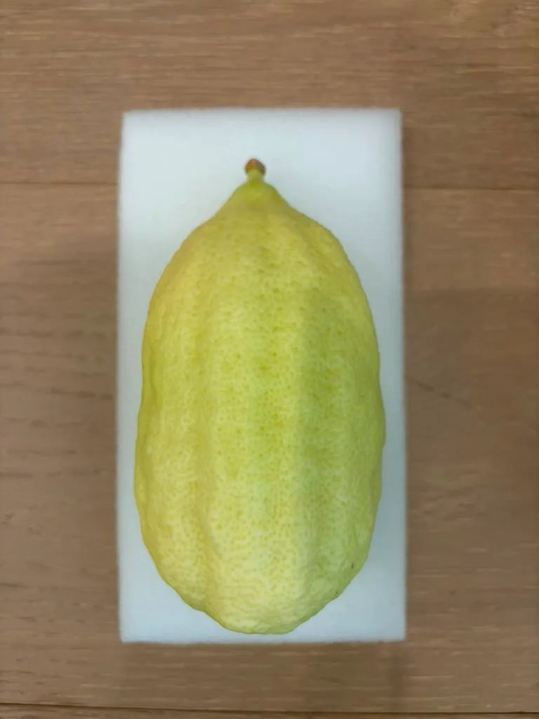Moroccan Etrog M013