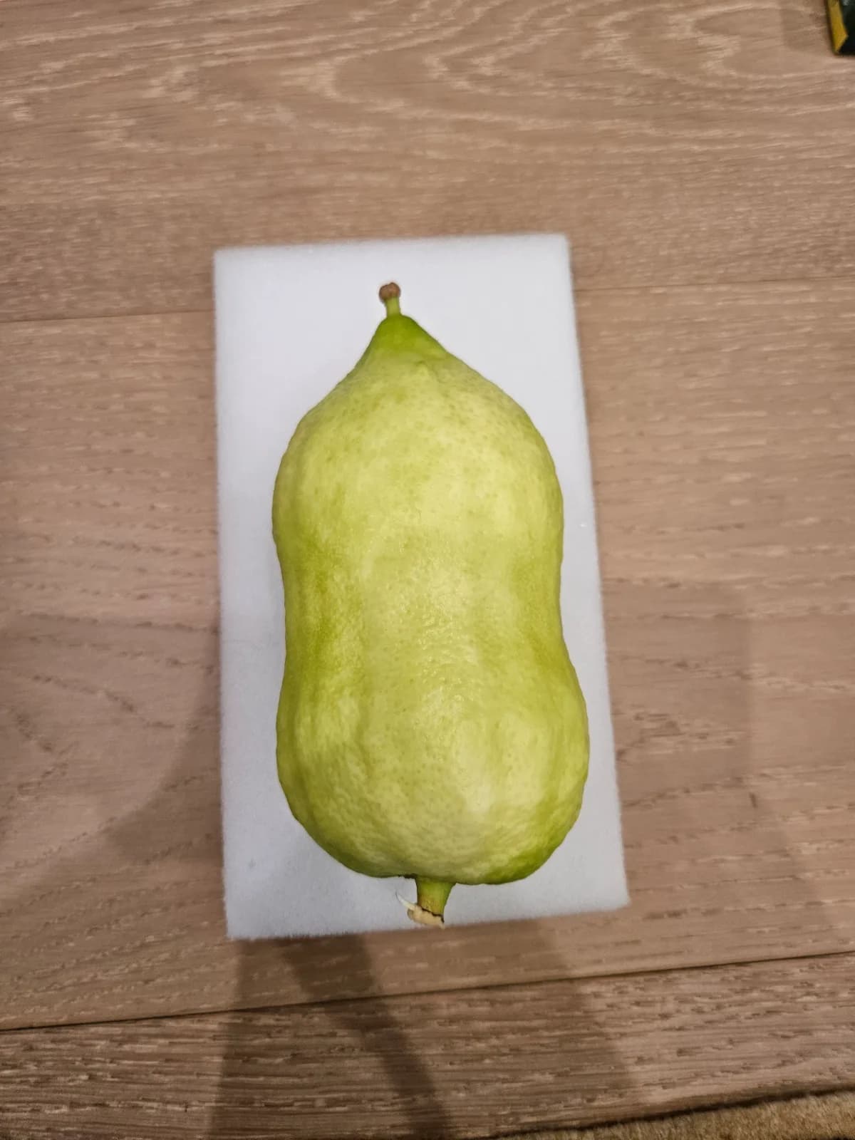 Moroccan Etrog M012