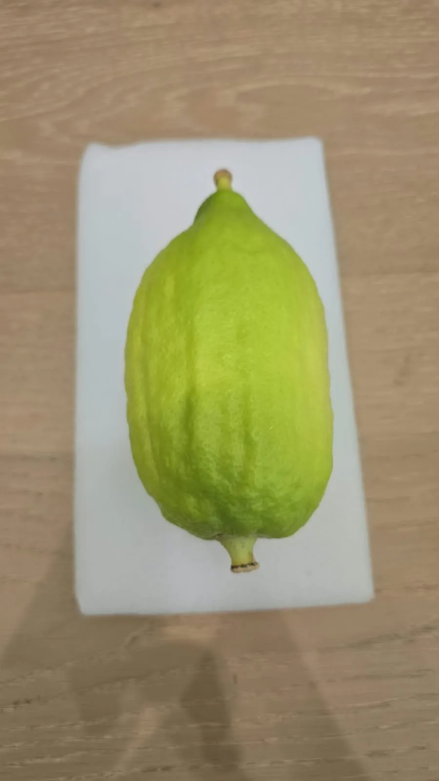 Moroccan Etrog M008
