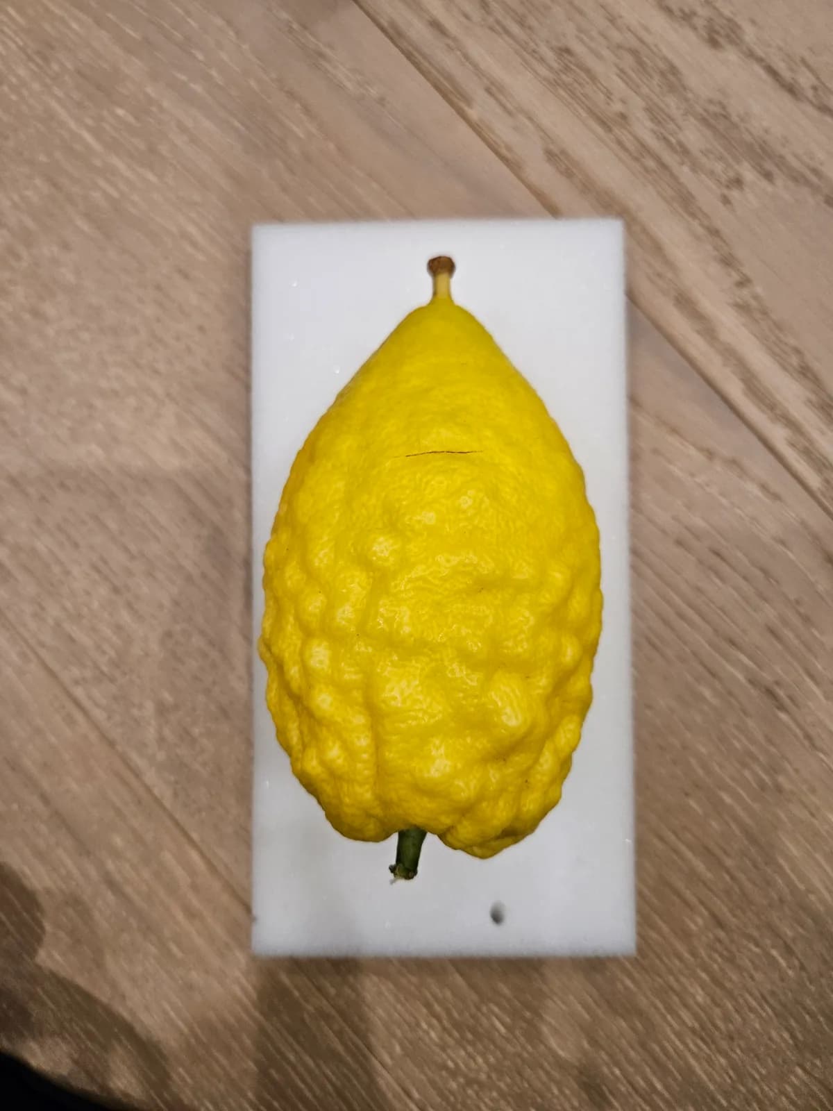 Israeli Etrog I029
