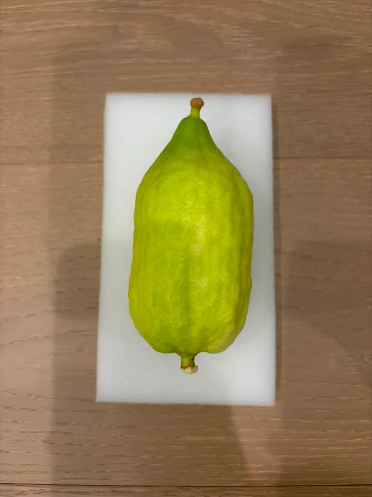 Moroccan Etrog M024