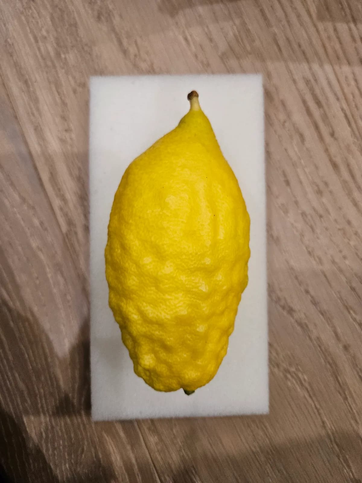 Israeli Etrog I022