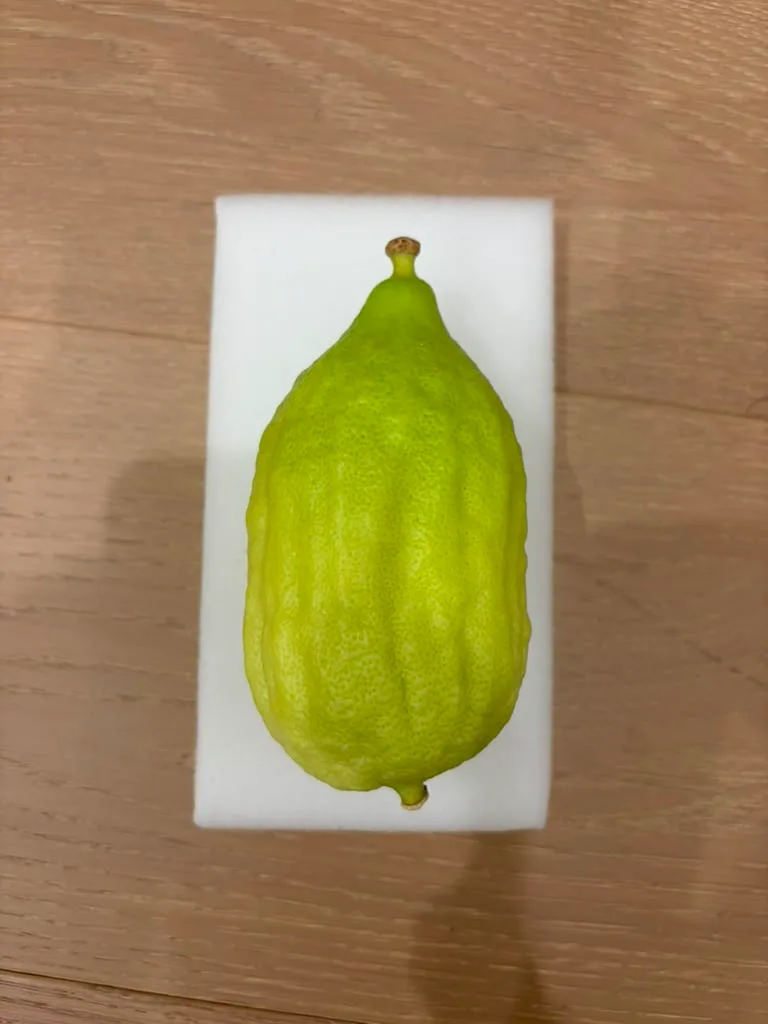 Moroccan Etrog M028