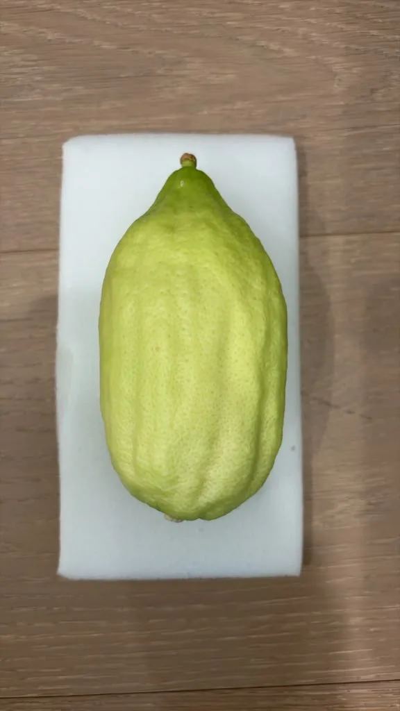 Moroccan Etrog M019