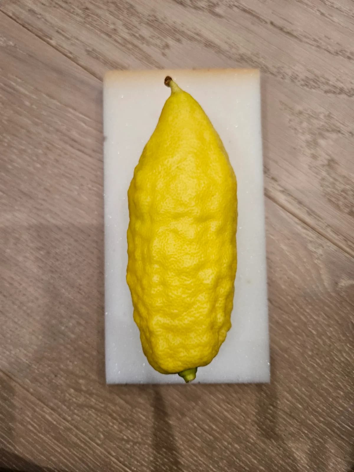 Israeli Etrog I028