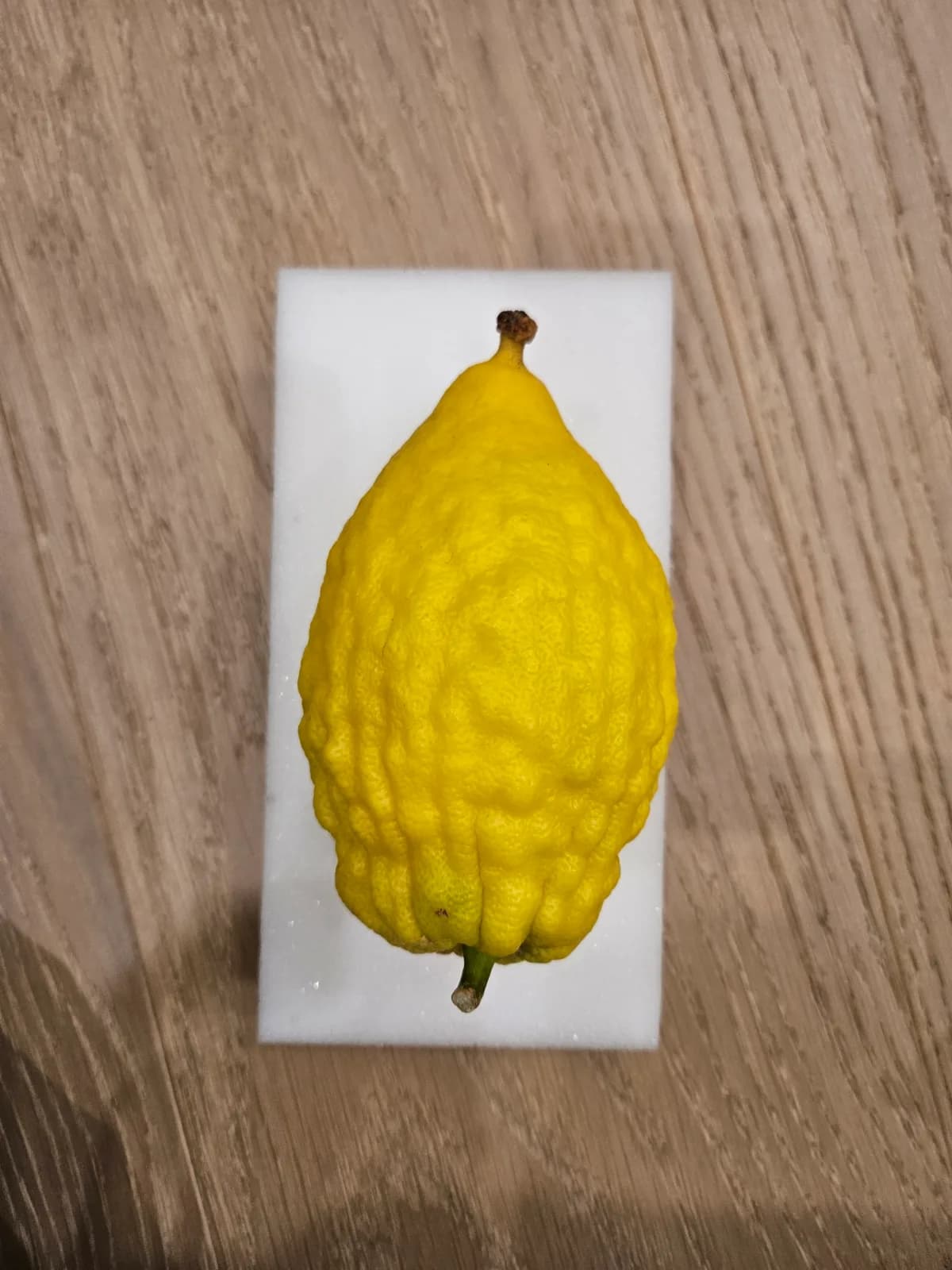 Israeli Etrog I016