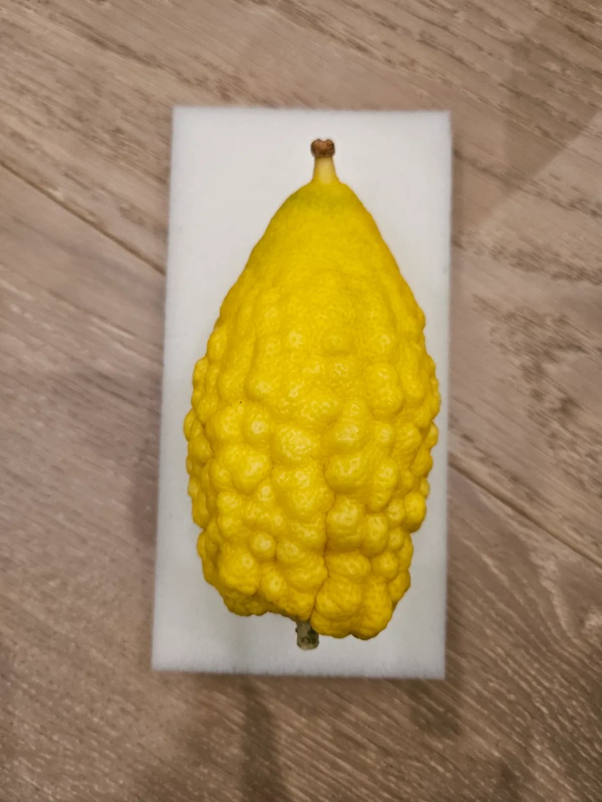 Israeli Etrog I030
