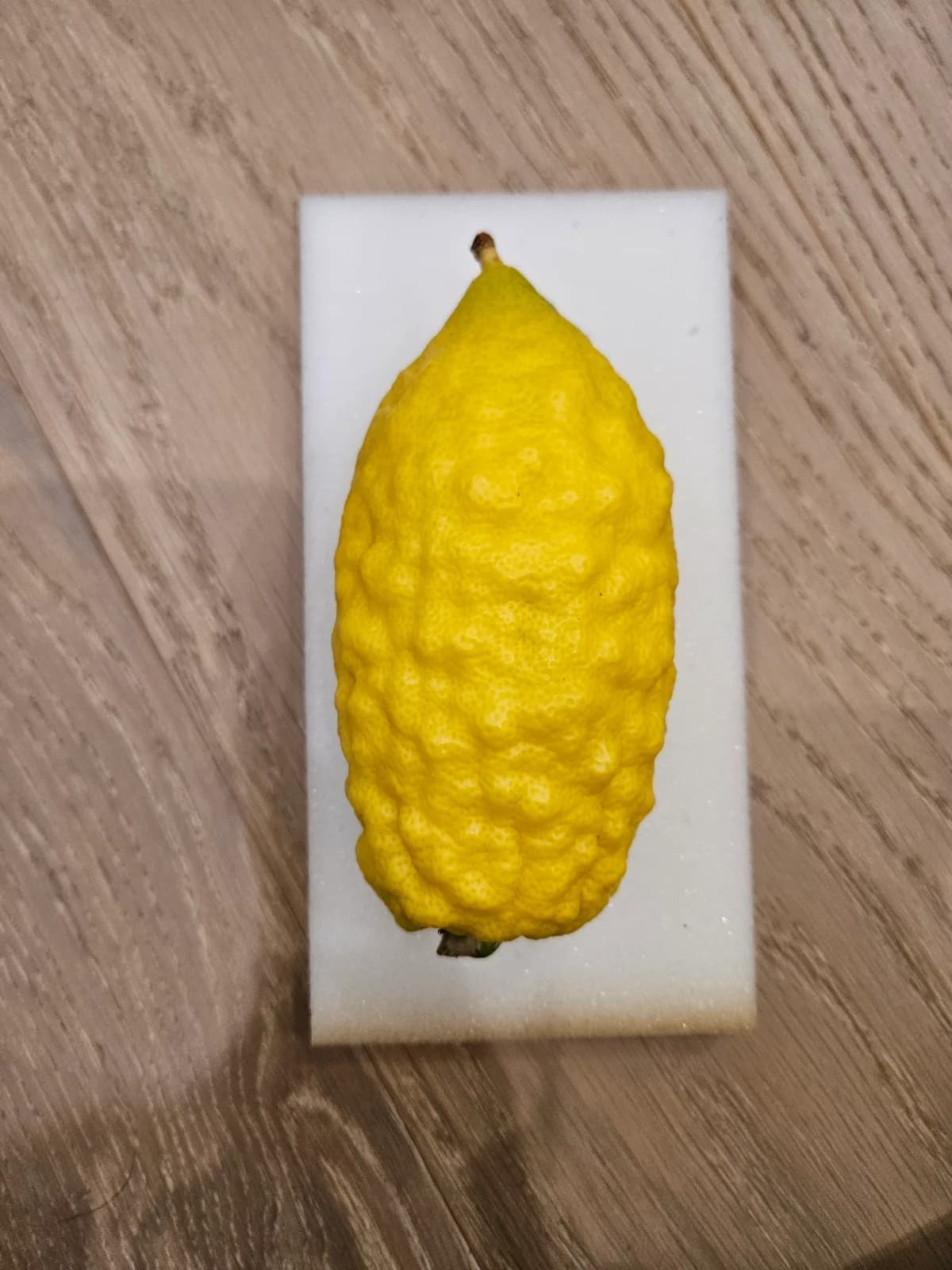 Israeli Etrog I047